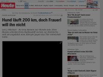 Bild zum Artikel: Zurück nach Hause: Hund läuft 200 km, doch Frauerl will ihn nicht