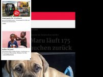 Bild zum Artikel: Hündin Maru läuft 175 km zu Frauchen zurück