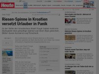 Bild zum Artikel: Nahe Trogir: Riesen-Spinne in Kroatien versetzt Urlauber in Panik