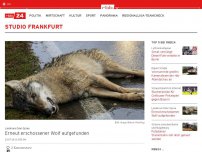 Bild zum Artikel: Erneut erschossener Wolf aufgefunden