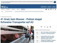 Bild zum Artikel: Feuerwehr rettet erschöpfte Schweine vor Hitze-Tod auf der A2