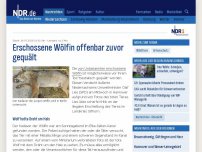 Bild zum Artikel: Erschossene Wölfin offenbar zuvor gequält