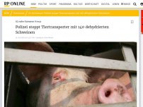 Bild zum Artikel: A2 nahe Kamener Kreuz: Polizei stoppt Tiertransporter mit 140 dehydrierten Schweinen