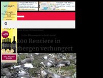 Bild zum Artikel: 200 Rentiere in Spitzbergen verhungert