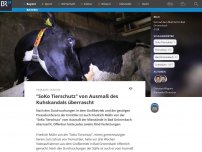 Bild zum Artikel: 'SoKo Tierschutz': Ausmaß des Kuhskandals katastrophal