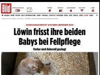 Bild zum Artikel: Drama im Zoo Leipzig - Löwin frisst ihre beiden Kinder