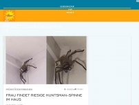 Bild zum Artikel: Frau findet riesige Huntsman-Spinne im Haus