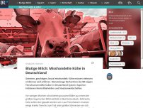 Bild zum Artikel: Blutige Milch: Misshandelte Kühe in Deutschland
