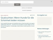 Bild zum Artikel: Qualzuchten: Hunde leiden