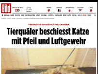 Bild zum Artikel: Tier hatte auch Schusswunden - Eingeschläfert! Katze steckte Pfeil im Rumpf