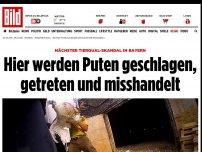 Bild zum Artikel: Tierqual-Skandal in Bayern - Puten werden geschlagen, getreten und misshandelt