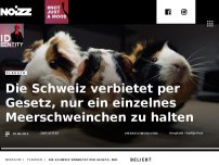 Bild zum Artikel: Die Schweiz verbietet per Gesetz, nur ein Meerschweinchen zu halten