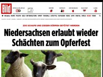 Bild zum Artikel: 200 Schafe und Ziegen - Niedersachsen erlaubt Schächten zum Opferfest