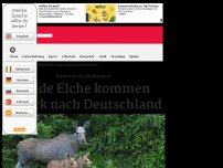 Bild zum Artikel: Wilde Elche kommen zurück nach Deutschland