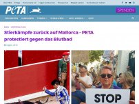 Bild zum Artikel: Stierkämpfe zurück auf Mallorca - PETA protestiert gegen das Blutbad