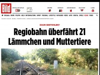 Bild zum Artikel: Zaun gestohlen? - Regiobahn überfährt 21 Schafe