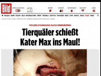 Bild zum Artikel: Polizei fahndet nach Täter - Tierquäler schießt Kater Max ins Maul!