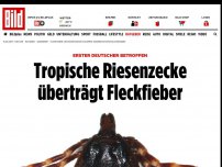 Bild zum Artikel: Erster Deutscher betroffen - Tropische Riesenzecke überträgt Fleckfieber