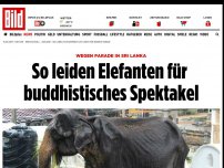 Bild zum Artikel: Wegen Parade in Sri Lanka - So leiden Elefanten für buddhistisches Spektakel