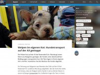 Bild zum Artikel: Welpen im eigenen Kot: Hundetransport auf der A3 gestoppt
