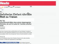 Bild zum Artikel: Gefolterter Elefant rührt die Welt zu Tränen