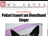 Bild zum Artikel: Sie war 12 Jahre im Einsatz - Polizei trauert um Diensthund Ginger