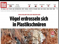 Bild zum Artikel: Auf Helgoland - Vögel erdrosseln sich in Plastikschnüren