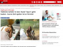 Bild zum Artikel: Vergiftung durch Blaualgen - Tödliche Gefahr in See: Hund 'Ayra' geht baden - kurze Zeit später ist er hirntot