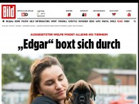 Bild zum Artikel: Welpe findet allein ins Tierheim - Ausgesetzt! „Edgar“ boxt sich durch