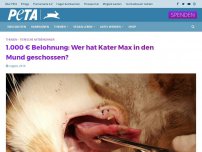 Bild zum Artikel: 1.000 € Belohnung: Wer hat Kater Max in den Mund geschossen?