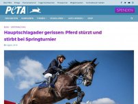 Bild zum Artikel: Hauptschlagader gerissen: Pferd stürzt und stirbt bei Springturnier