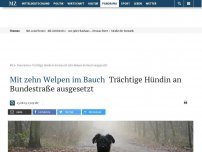 Bild zum Artikel: Mit zehn Welpen im Bauch: Trächtige Hündin an Bundestraße ausgesetzt