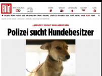Bild zum Artikel: „Struppi“ sucht sein Herrchen - Polizei sucht Hundebesitzer