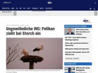 Bild zum Artikel: Ungewöhnliche WG: Pelikan zieht bei Storch ein