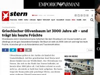 Bild zum Artikel: Griechenland: Historisches Naturdenkmal: 3000 Jahre alter Olivenbaum trägt bis heute Früchte