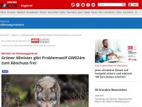 Bild zum Artikel: Nördlich von Hamburg gesichtet - Grüner Minister gibt Problemwolf GW924m zum Abschuss frei