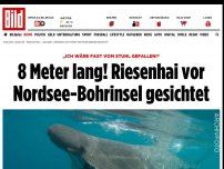 Bild zum Artikel: Vor Dänemark - Riesenhai in der Nordsee gesichtet!