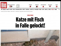 Bild zum Artikel: Wie fies! - Katze mit Fisch in Falle gelockt!