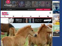Bild zum Artikel: Jagdunfall in Eifel: Fohlen auf Koppel erschossen!