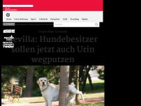 Bild zum Artikel: Neue Verordnung in Sevilla: Hunde-Urin muss entfernt werden