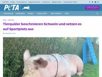 Bild zum Artikel: Tierquäler beschmieren Schwein und setzen es auf Sportplatz aus