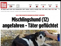 Bild zum Artikel: Tier eingeschläfert - Mischlingshund (12) angefahren - Täter geflüchtet