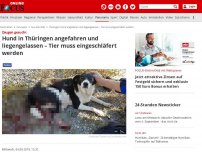 Bild zum Artikel: Zeugen gesucht - Hund in Thüringen angefahren und liegengelassen – Tier muss eingeschläfert werden