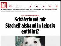 Bild zum Artikel: Nino (5) schwer verletzt - Hund mit Stachelhalsband in Leipzig entführt?