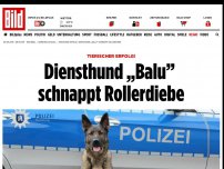 Bild zum Artikel: Tierischer Erfolg! - Diensthund „Balu” schnappt Rollerdiebe