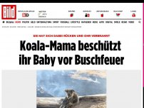 Bild zum Artikel: Rücken und Ohr verbrannt - Koala-Mama beschützt ihr Baby vor Buschfeuer