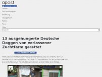 Bild zum Artikel: 13 ausgehungerte Deutsche Doggen von verlassener Zuchtfarm gerettet