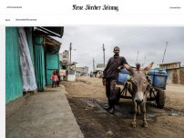 Bild zum Artikel: China nimmt Afrika die Esel weg – und macht Gelatine aus ihnen