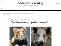 Bild zum Artikel: Unfall bei Freising: Taxifahrer rammt 'großen Hamster'