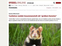 Bild zum Artikel: Falsches Wildschwein: Taxifahrer meldet Zusammenstoß mit 'großem Hamster'